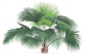 Serenoa serrulata palmfruit-extract in Wow Bust